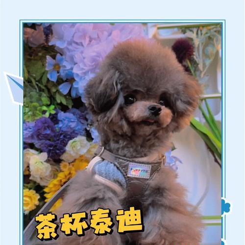 泰迪犬的配种知识——让你的宠物健康繁衍(掌握正确的配种时机,给泰迪犬带来健康后代) 泰迪犬的配种知识——让你的宠物健康繁衍(掌握正确的配种时机,给泰迪犬带来健康后代)