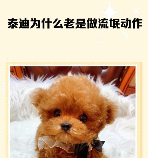 泰迪犬的配种知识——让你的宠物健康繁衍(掌握正确的配种时机,给泰迪犬带来健康后代) 泰迪犬的配种知识——让你的宠物健康繁衍(掌握正确的配种时机,给泰迪犬带来健康后代)