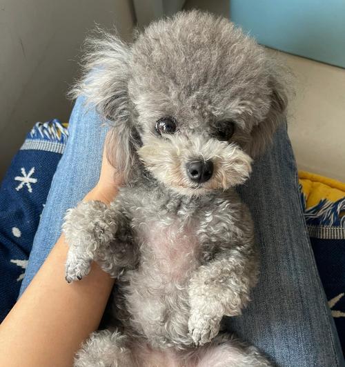 泰迪犬的配种知识——让你的宠物健康繁衍(掌握正确的配种时机,给泰迪犬带来健康后代) 泰迪犬的配种知识——让你的宠物健康繁衍(掌握正确的配种时机,给泰迪犬带来健康后代)