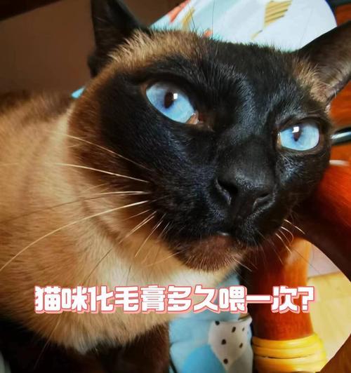 红剑喂养频率的科学之道（红剑喂养频率如何科学合理？多久喂一次最适宜？）