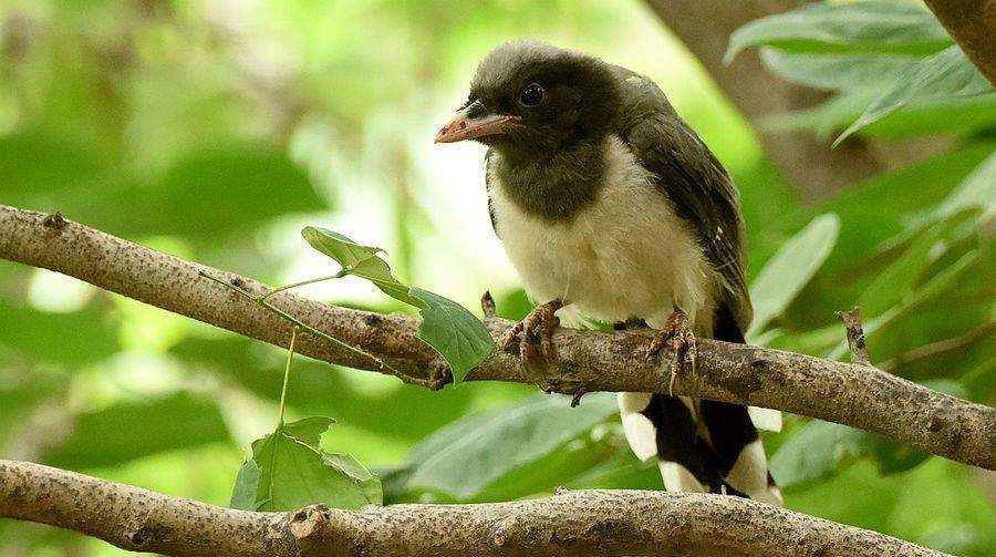 红剑喂养频率科学指南｜合理喂养全攻略