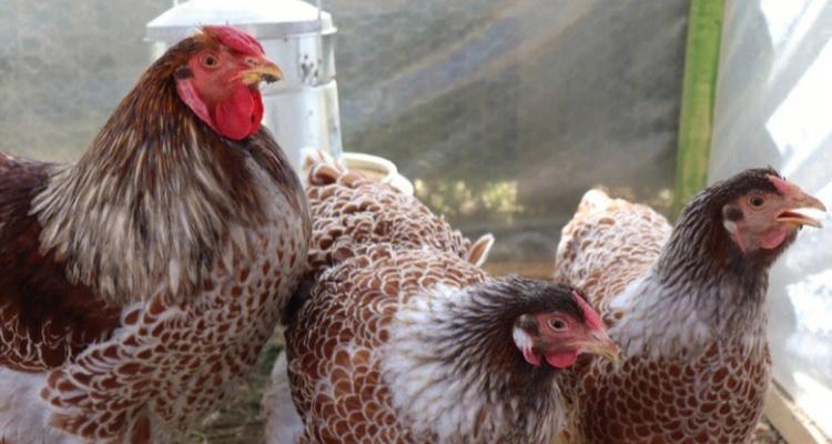 红剑喂养频率的科学之道（红剑喂养频率如何科学合理？多久喂一次最适宜？）