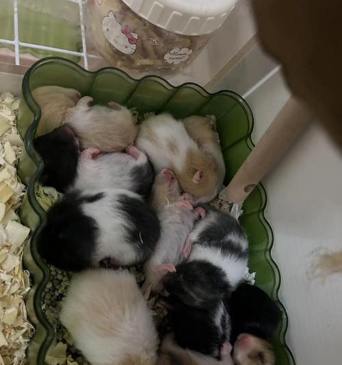 母仓鼠怀孕症状与护理全攻略