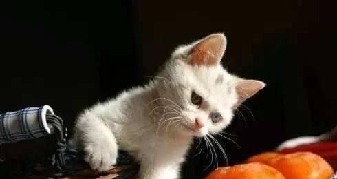 阿比西尼亚猫能吃哪些水果？（了解阿比西尼亚猫饮食偏好，为它们提供合适的水果。）