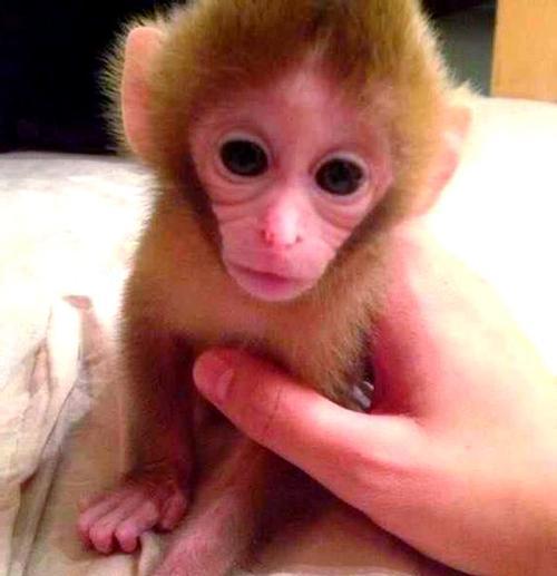 宠物猴子的种类及饲养要点(了解不同种类的宠物猴子,打造合适的养殖环境) 宠物猴子的种类及饲养要点(了解不同种类的宠物猴子,打造合适的养殖环境)