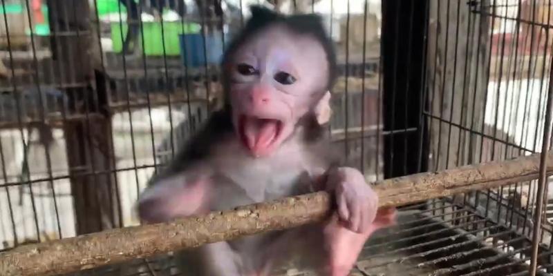 宠物猴子的种类及饲养要点(了解不同种类的宠物猴子,打造合适的养殖环境) 宠物猴子的种类及饲养要点(了解不同种类的宠物猴子,打造合适的养殖环境)