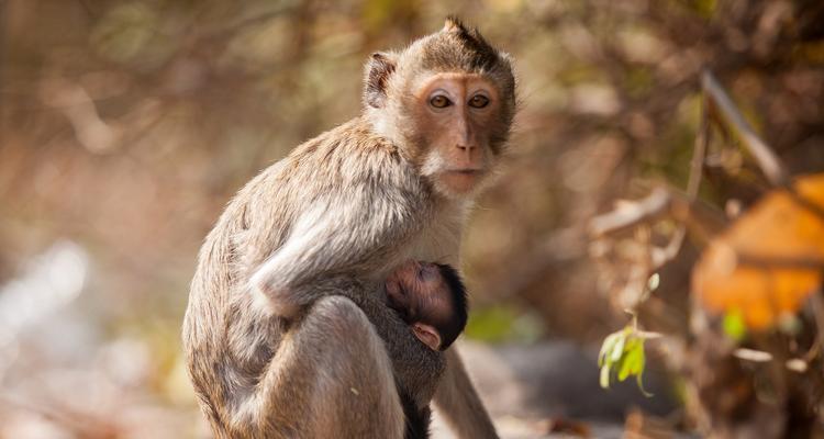 宠物猴子的种类及饲养要点(了解不同种类的宠物猴子,打造合适的养殖环境) 宠物猴子的种类及饲养要点(了解不同种类的宠物猴子,打造合适的养殖环境)