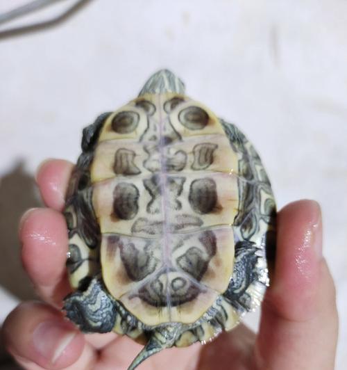 如何辨别新生小狗的性别（简单技巧帮你分辨母狗和公狗）