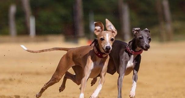 灵缇犬速度与温柔并存｜家庭养犬全攻略