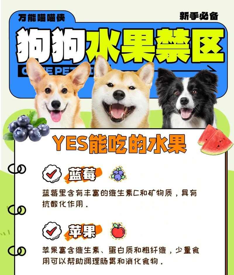 阿比西尼亚猫可吃水果清单｜饮食偏好全攻略