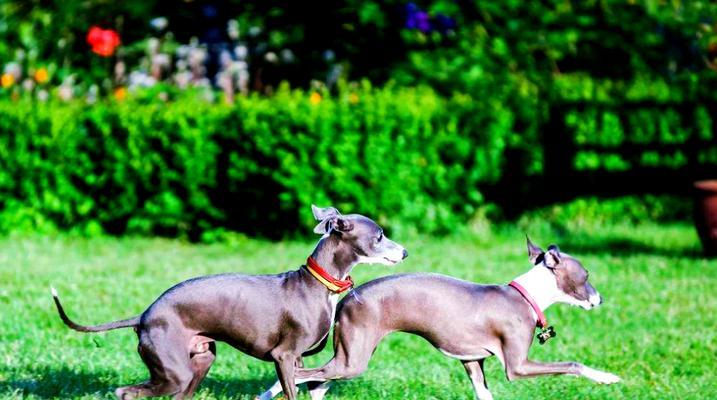 灵缇犬(不可思议的速度与温柔性格的完美结合,灵缇犬让你惊叹!) 灵缇犬(不可思议的速度与温柔性格的完美结合,灵缇犬让你惊叹!)