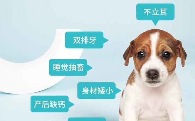 如何辨别新生小狗的性别（简单技巧帮你分辨母狗和公狗）