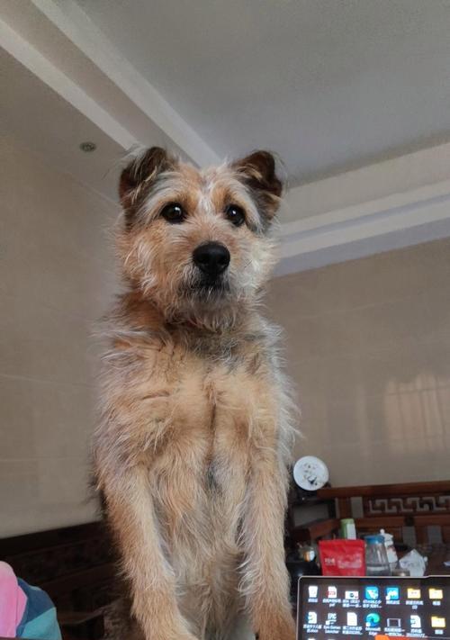 我家的串串狗——优点不输纯种狗（串串狗的可爱特点和优势）