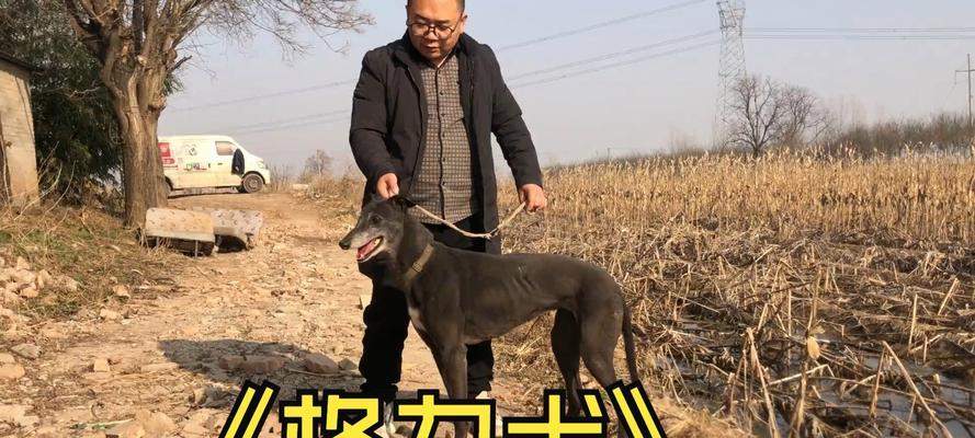 灵缇犬(不可思议的速度与温柔性格的完美结合,灵缇犬让你惊叹!) 灵缇犬(不可思议的速度与温柔性格的完美结合,灵缇犬让你惊叹!)