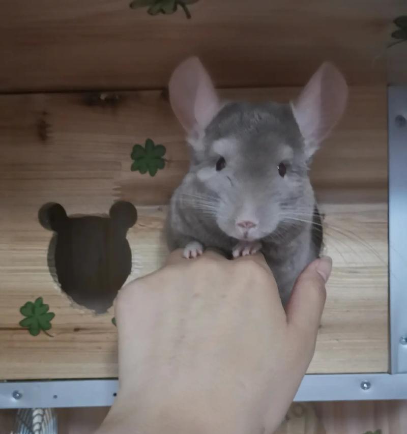 新生龙猫何时睁眼?(探究龙猫的眼睛发育过程及关键因素) 新生龙猫何时睁眼?(探究龙猫的眼睛发育过程及关键因素)