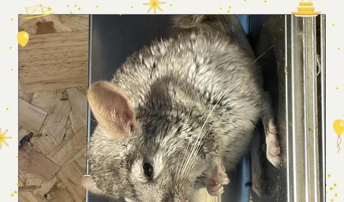 新生龙猫何时睁眼?(探究龙猫的眼睛发育过程及关键因素) 新生龙猫何时睁眼?(探究龙猫的眼睛发育过程及关键因素)