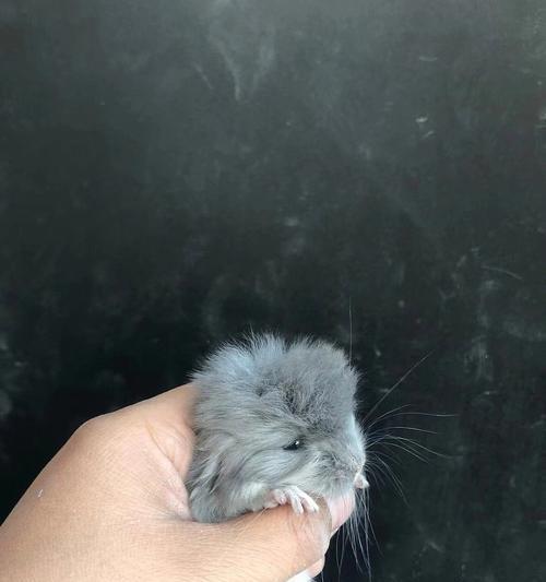 新生龙猫何时睁眼?(探究龙猫的眼睛发育过程及关键因素) 新生龙猫何时睁眼?(探究龙猫的眼睛发育过程及关键因素)