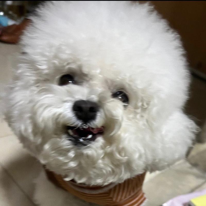 我家的串串狗——优点不输纯种狗（串串狗的可爱特点和优势）