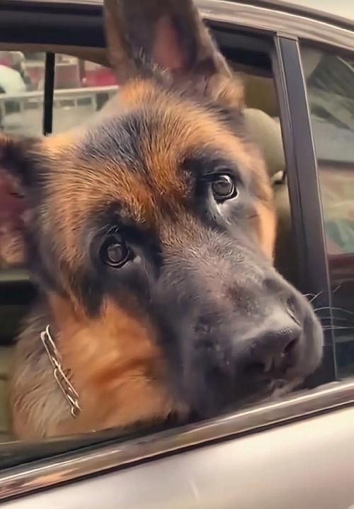 狗熟悉主人需要多长时间?(揭开狗熟悉主人的神秘面纱) 狗熟悉主人需要多长时间?(揭开狗熟悉主人的神秘面纱)