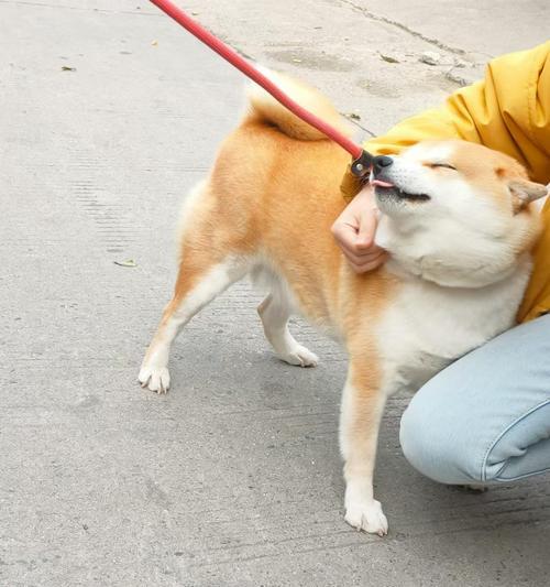 狗熟悉主人需要多长时间?(揭开狗熟悉主人的神秘面纱) 狗熟悉主人需要多长时间?(揭开狗熟悉主人的神秘面纱)