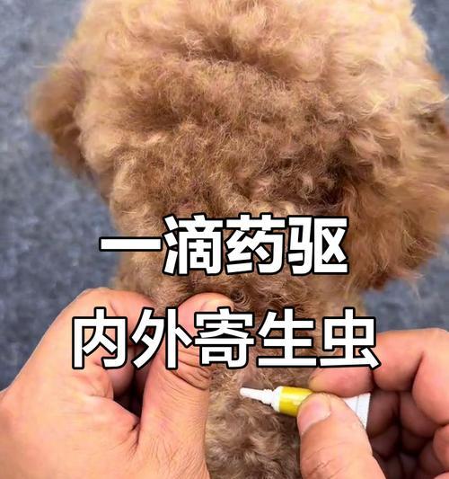 猫咪驱虫频率的科学选择(探讨猫咪体内外驱虫的最佳时机和方法) 猫咪驱虫频率的科学选择(探讨猫咪体内外驱虫的最佳时机和方法)