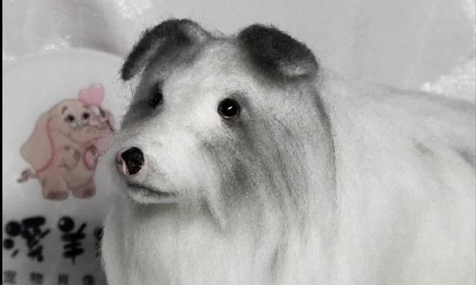 小狗长毛时间分析全攻略