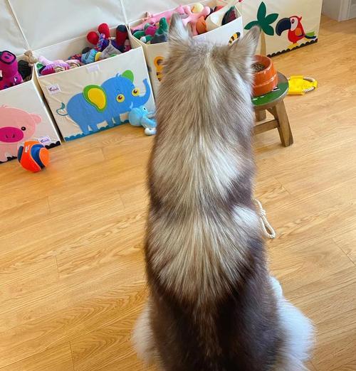 小狗长毛时间分析(了解小狗什么时候开始长毛?长毛需要多久?) 小狗长毛时间分析(了解小狗什么时候开始长毛?长毛需要多久?)