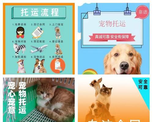 猫咪托运费用及交通工具选择全攻略