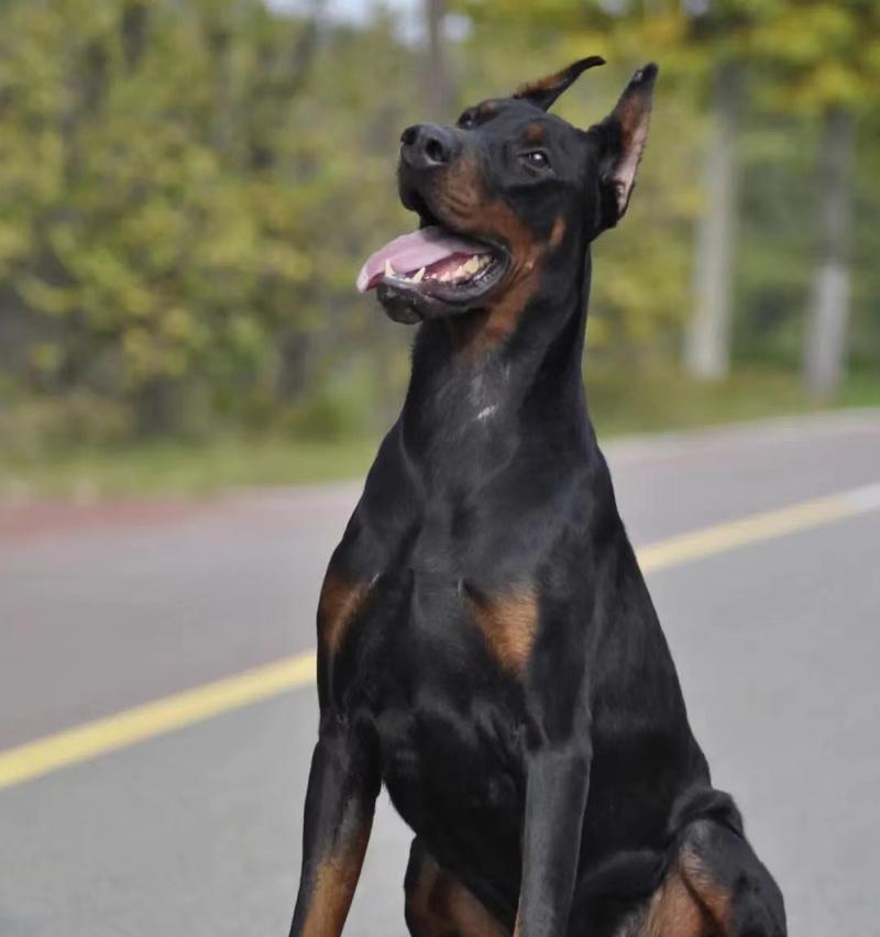 以杜宾打架能打过哪些犬?(探究杜宾作为战斗犬的优势和能力,与其他犬种的对比分析) 以杜宾打架能打过哪些犬?(探究杜宾作为战斗犬的优势和能力,与其他犬种的对比分析)