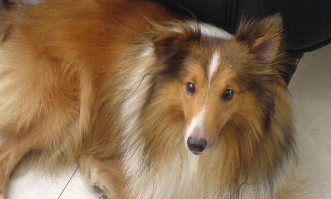 喜乐蒂(探索喜乐蒂的关键要素,享受健康与快乐生活的秘诀) 喜乐蒂(探索喜乐蒂的关键要素,享受健康与快乐生活的秘诀)