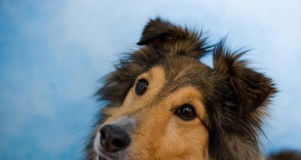 喜乐蒂(探索喜乐蒂的关键要素,享受健康与快乐生活的秘诀) 喜乐蒂(探索喜乐蒂的关键要素,享受健康与快乐生活的秘诀)