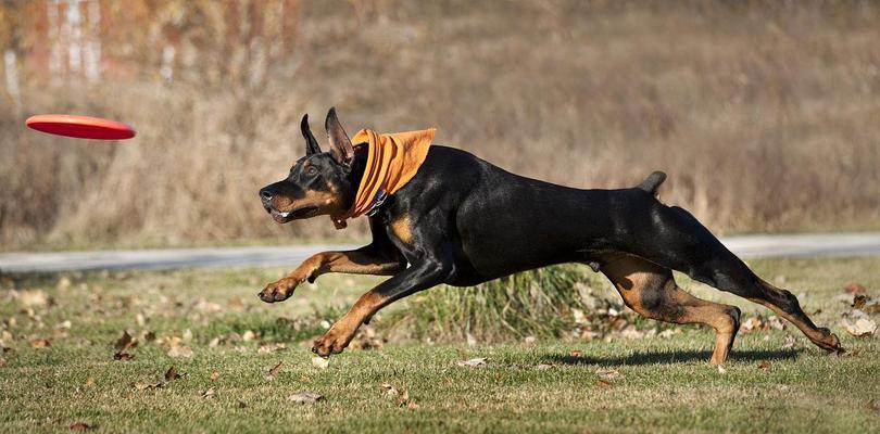 杜宾犬搏斗优势分析｜与其他犬种对比全攻略