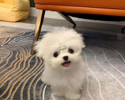 可爱犬的魅力与乐趣（与你一起探索犬的可爱世界）