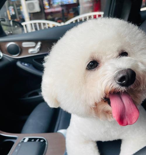 可爱犬的魅力与乐趣（与你一起探索犬的可爱世界）