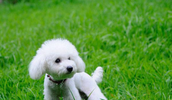 可爱犬的魅力与乐趣全攻略