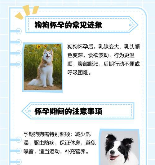 狗狗体温与怀孕周期关系解析｜繁殖管理实用指南