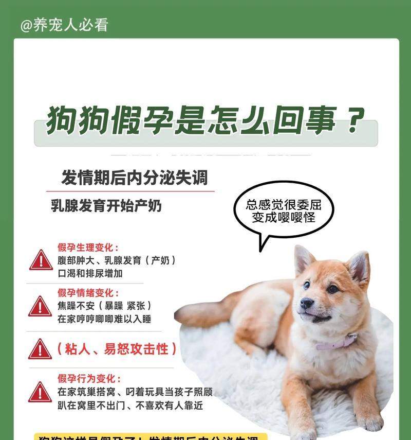 狗狗体温与怀孕时间的关系(探索狗狗体温对怀孕周期的影响) 狗狗体温与怀孕时间的关系(探索狗狗体温对怀孕周期的影响)