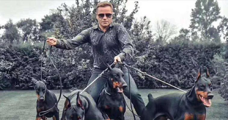 以杜宾打架能打过哪些犬?(探究杜宾作为战斗犬的优势和能力,与其他犬种的对比分析) 以杜宾打架能打过哪些犬?(探究杜宾作为战斗犬的优势和能力,与其他犬种的对比分析)