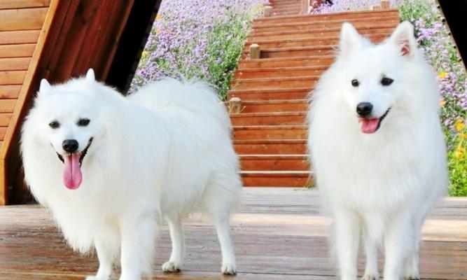 银狐犬价格与喂养训练全攻略 银狐犬价格与喂养训练全攻略