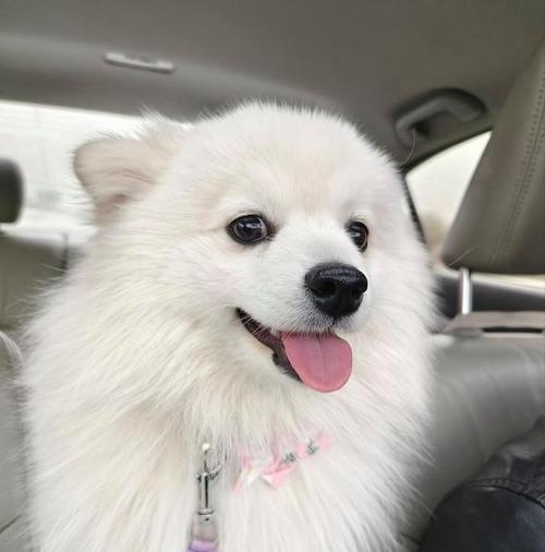 银狐犬价格与喂养训练全攻略 银狐犬价格与喂养训练全攻略