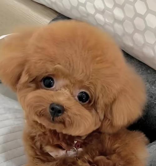 泰迪狗眼睛睁开过程及护理要点|新手饲养全攻略 泰迪狗眼睛睁开过程及护理要点|新手饲养全攻略