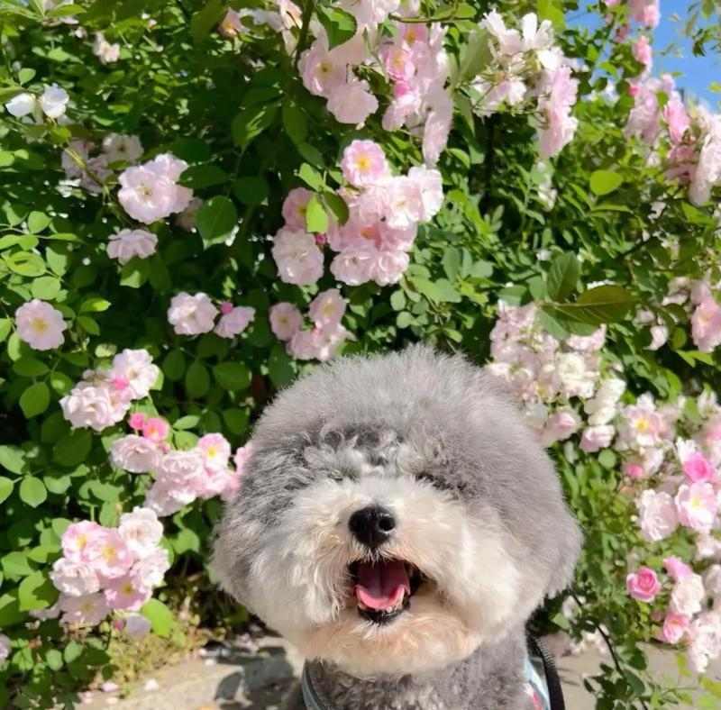 泰迪狗眼睛睁开过程及护理要点|新手饲养全攻略 泰迪狗眼睛睁开过程及护理要点|新手饲养全攻略