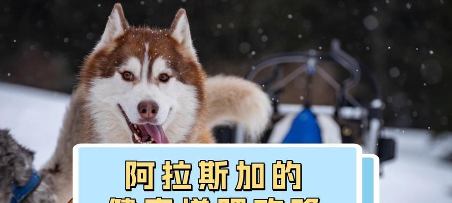 阿拉斯加骨头饮食文化全攻略