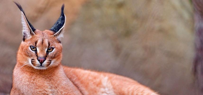 探索安哥拉猫的神秘世界(了解这个罕见而迷人的猫种) 探索安哥拉猫的神秘世界(了解这个罕见而迷人的猫种)