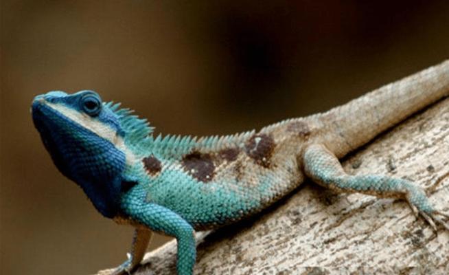 探索安哥拉猫神秘世界｜饲养与保护全攻略