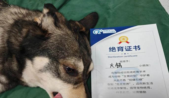 母犬绝育最佳时机指南｜科学选择提升健康与行为管理