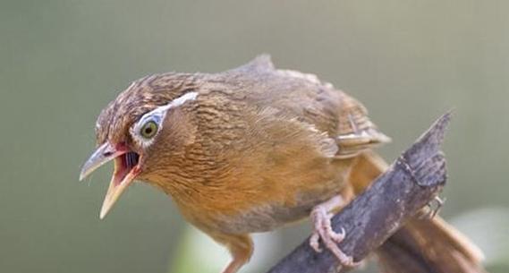 如何快速养熟画眉鸟？（15个方法帮助您加速养熟画眉鸟）