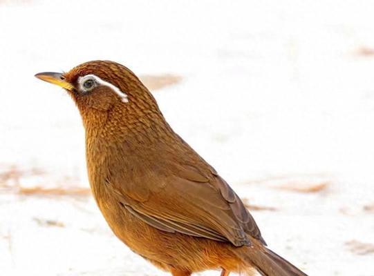 如何快速养熟画眉鸟？（15个方法帮助您加速养熟画眉鸟）