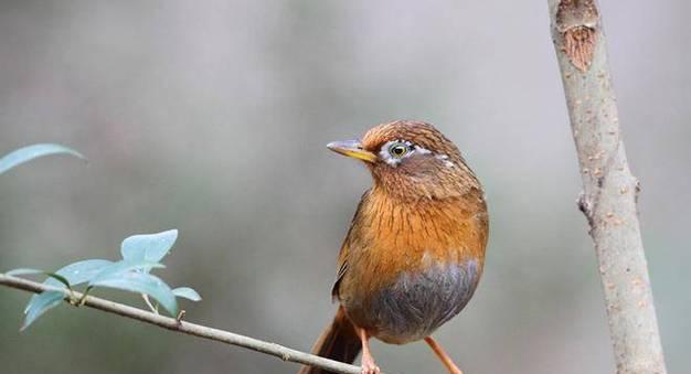 如何快速养熟画眉鸟｜实用技巧全攻略