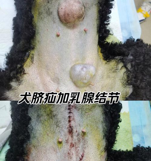 狗脐疝康复时间及治疗全攻略 狗脐疝康复时间及治疗全攻略